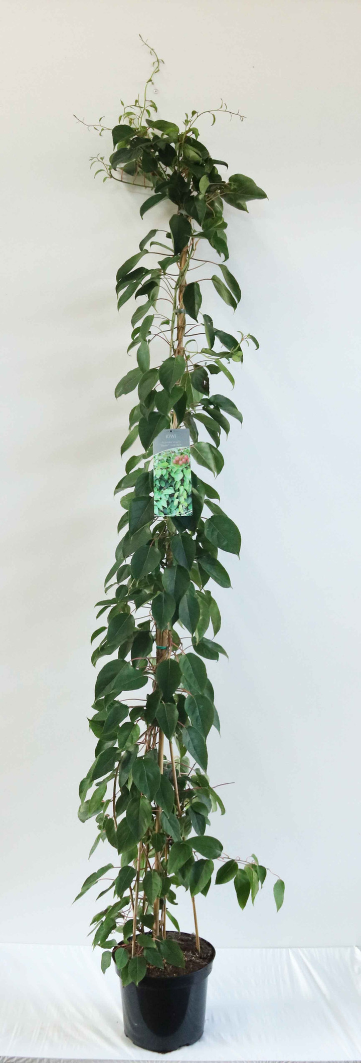 Aktinidija smailialapė (Lot Actinidia arg.) 'Weiki' C7,5/P26 125-150 CM