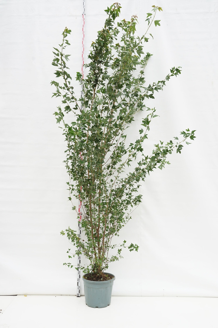 Klevas triskiautis (Lot Acer buergerianum) C35 250-300 CM
