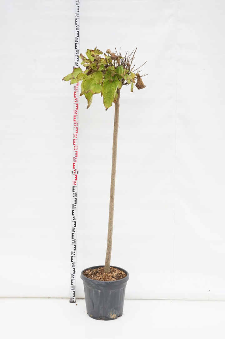 Klevas trakinis (Lot Acer campestre) C30 STIEBAS 200 CM KAMIENO APIMTIS 10-12 CM