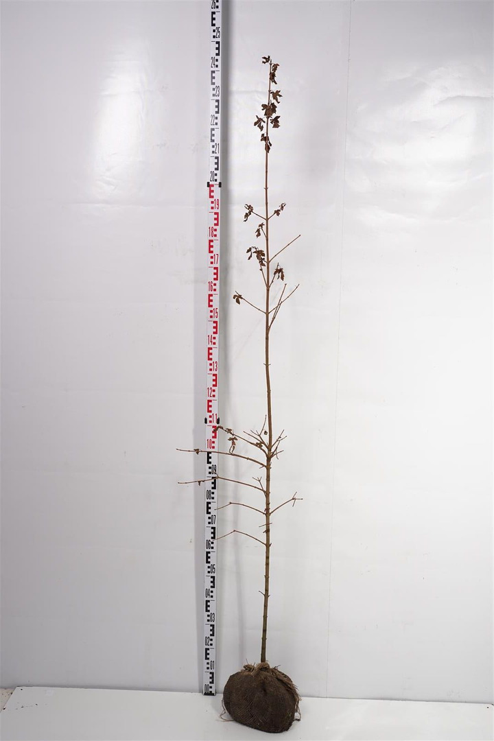 Klevas trakinis (Lot Acer campestre) 175-200 CM RB