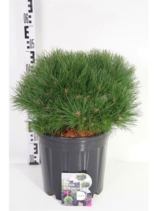 Pušis Juodoji (Pinus Nigra) 'Marie Bregeon' C13 40-50CM-PUŠYS-SPYGLIUOČIAI