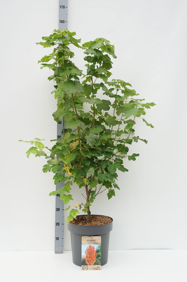 Klevas raudonasis (Lot Acer rubrum) 'Red Sunset' C12 100-125 CM