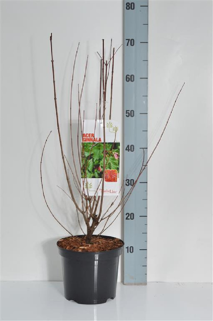 Klevas ginalinis (Lot Acer ginnala) C3/P19 40-60 CM