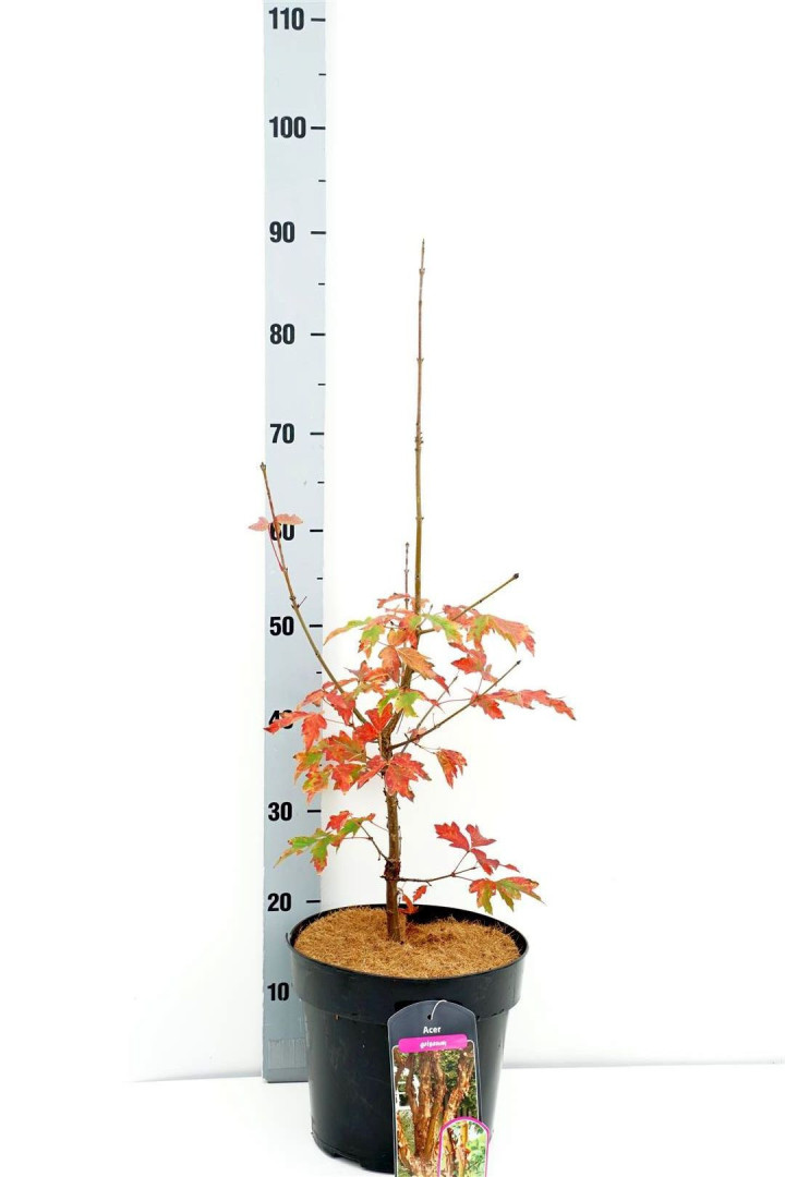 Klevas pilkasis (Lot Acer griseum) C7/P24 40-50 CM