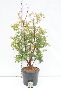 Klevas pilkasis (Lot Acer griseum) C55 150-175CM EXTRA