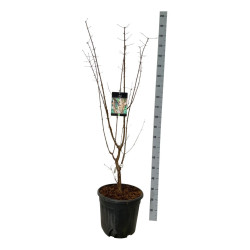 Klevas pilkasis (Lot Acer griseum) C30 125-150CM EXTRA - nuotrauka 1