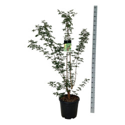 Klevas pilkasis (Lot Acer griseum) C30 125-150CM EXTRA - nuotrauka 2