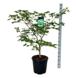 Klevas japoninis (Lot Acer jap.) 'Aconitifolium' C30 100-125CM EXTRA - nuotrauka 2