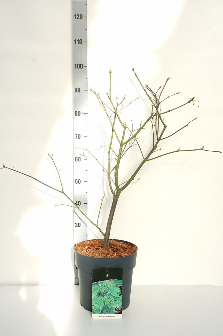 Klevas japoninis (Lot Acer jap.) 'Aconitifolium' C10 60-80 CM