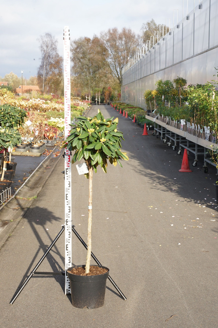Klevas japoninis (Lot Acer jap.) 'Green Cascade' C230 175-200 CM