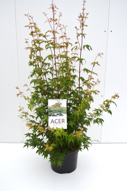 Klevas plaštakinis (Lot Acer palmatum) C10 80/+ CM