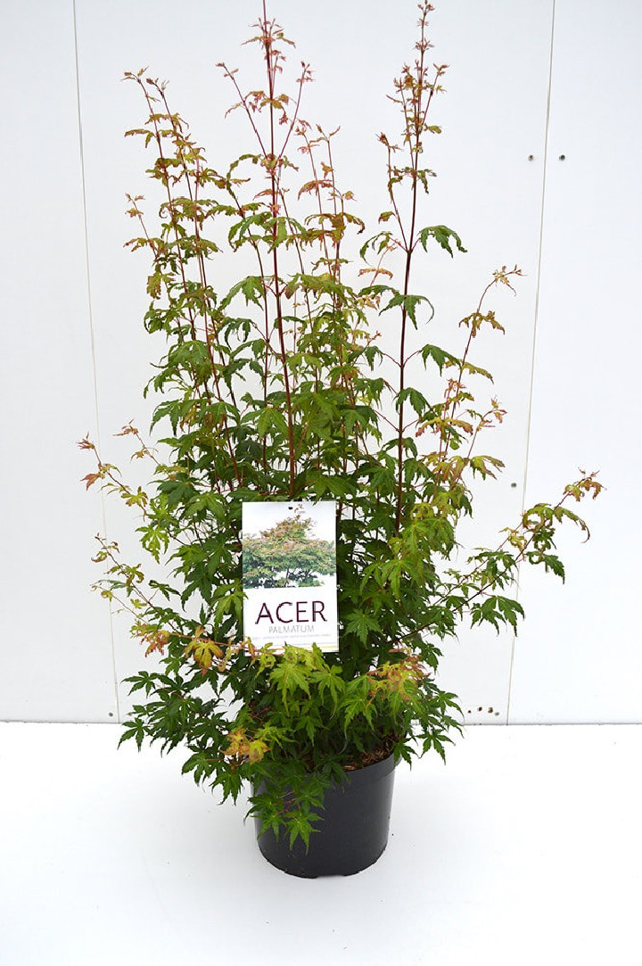 Klevas plaštakinis (Lot Acer palmatum) C10 80/+ CM
