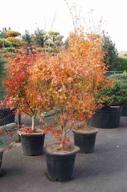 Klevas plaštakinis (Lot Acer palmatum) C50 175-200CM EXTRA - nuotrauka 2
