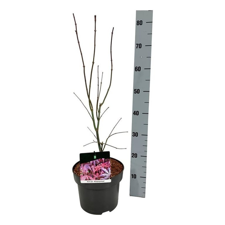 Klevas plaštakinis (Lot Acer pal.) 'Atropurpureum' C5/P23 40-50 CM