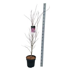 Klevas plaštakinis (Lot Acer pal.) 'Atropurpureum' C14 125-150 CM