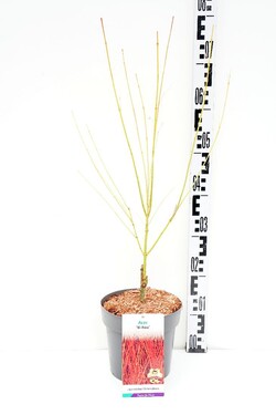 Klevas plaštakinis (Lot Acer pal.) 'Bi-Hoo' C3/P19 40-60 CM