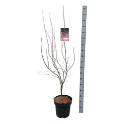 Klevas plaštakinis (Lot Acer pal.) 'Bloodgood' C14 125-150 CM