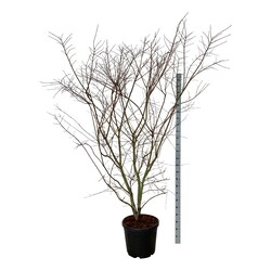 Klevas plaštakinis (Lot Acer pal.) 'Brown Suggar' C55 175-200CM EXTRA