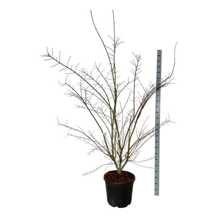 Klevas plaštakinis (Lot Acer pal.) 'Brown Suggar' C55 225-250 CM EXTRA