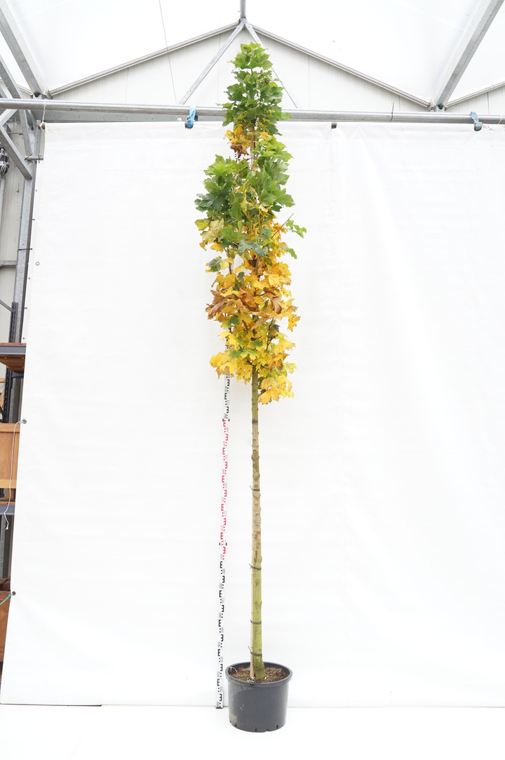Klevas paprastasis (Lot Acer plat.) 'Columnare' C50 KAMIENO APIMTIS 14-16 CM STANDARD