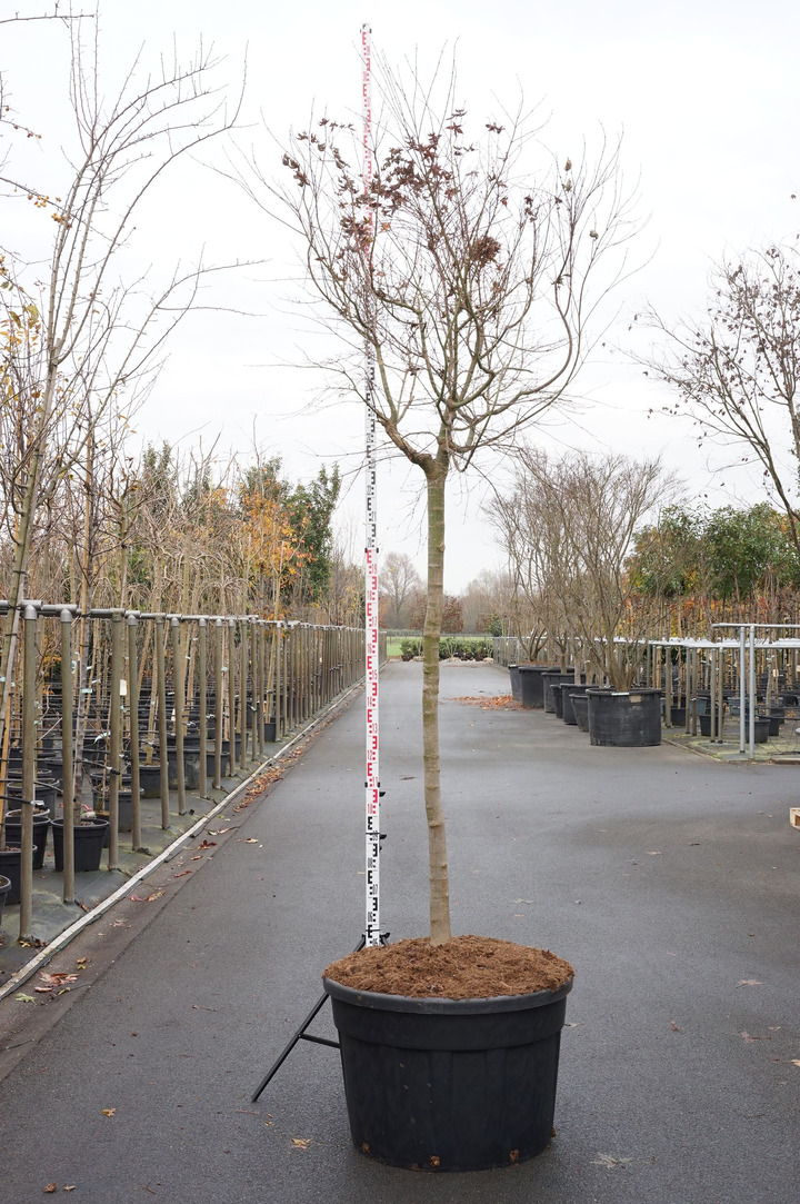 Klevas plaštakinis (Lot Acer pal.) 'Deshojo' C130 175-200 CM