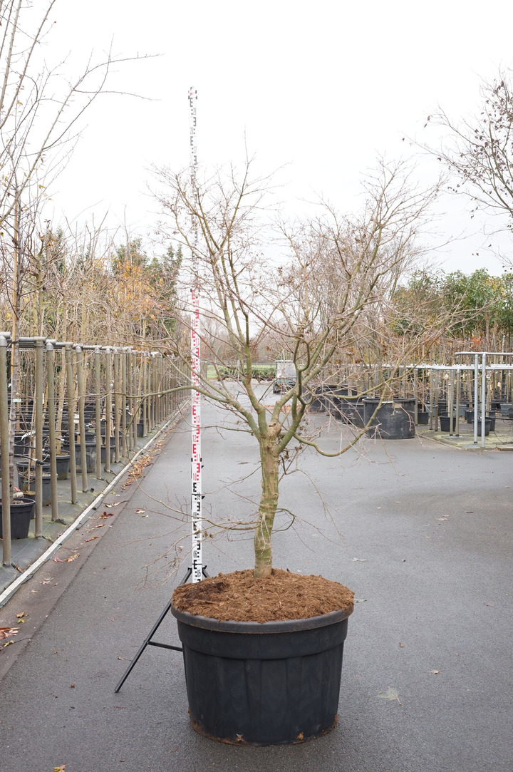 Klevas plaštakinis (Lot Acer pal.) 'Deshojo' C130 KAMIENO APIMTIS 18-20 CM SOLITEIRAS