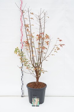 Klevas plaštakinis (Lot Acer pal.) 'Dissectum' C30 80-100 CM EXTRA