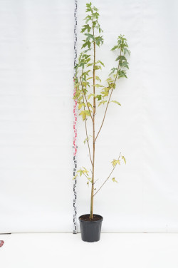 Klevas paprastasis (Lot Acer plat.) 'Drummondii' C15 200-250 FEATHER