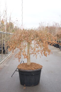 Klevas plaštakinis (Lot Acer pal.) 'Dissectum Viridis' C230 STIEBAS 100 CM