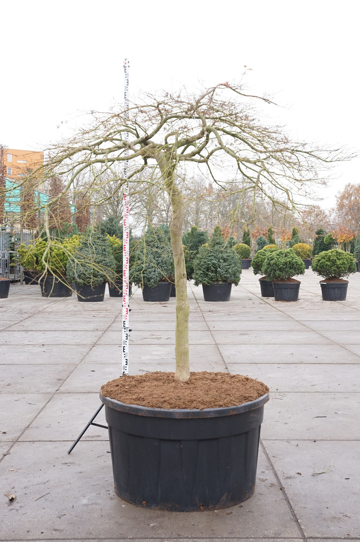 Klevas plaštakinis (Lot Acer pal.) 'Dissectum Viridis' C500 STIEBAS 150 CM