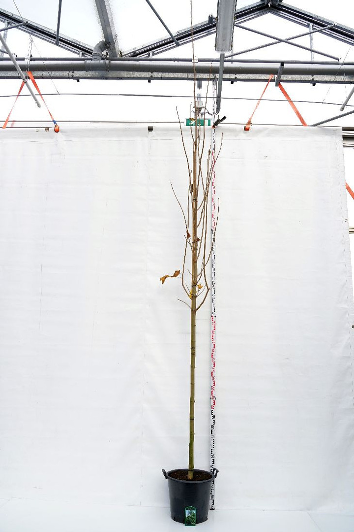 Klevas paprastasis (Lot Acer plat.) 'Emerald Queen' C50 KAMIENO APIMTIS 12-14 CM STANDARD