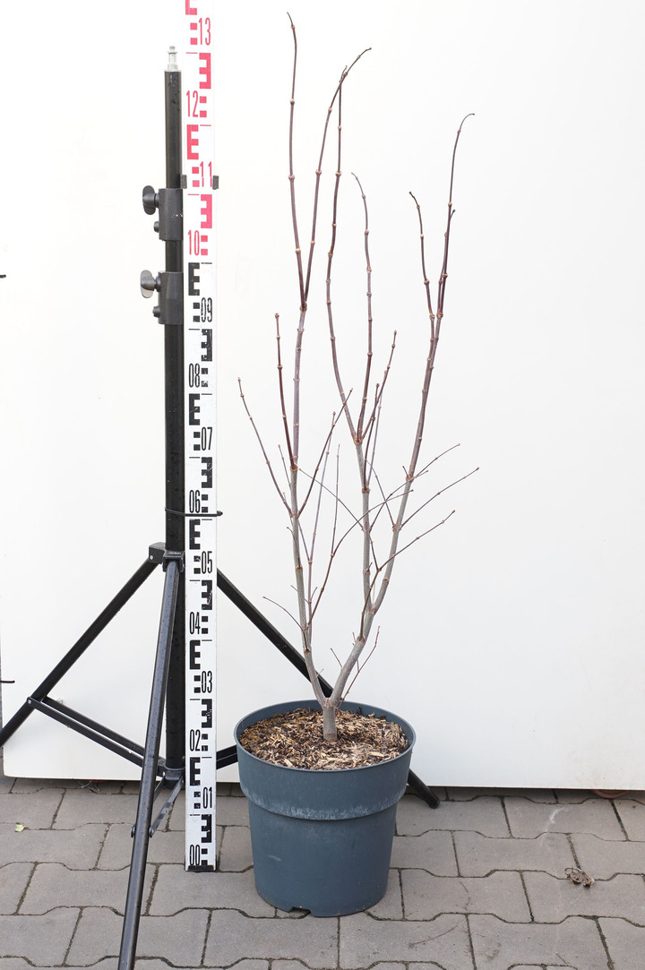 Klevas plaštakinis (Lot Acer pal.) 'Fireglow' C35 150-175 CM