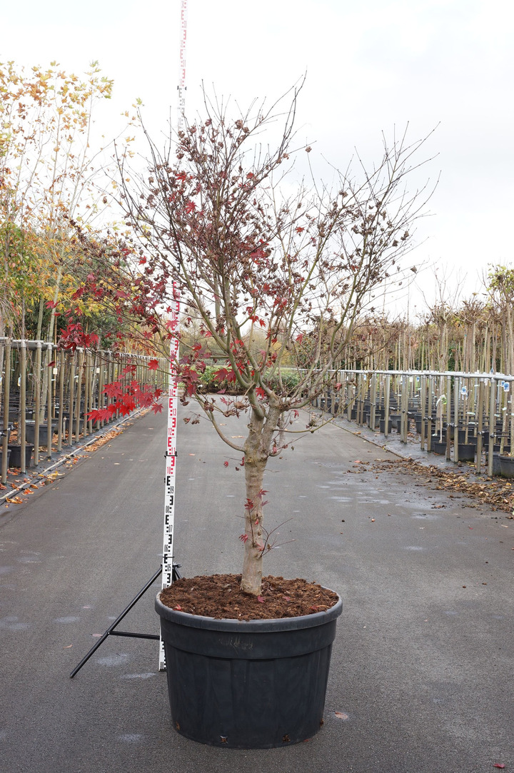 Klevas plaštakinis (Lot Acer pal.) 'Fireglow' C230 175-200 CM