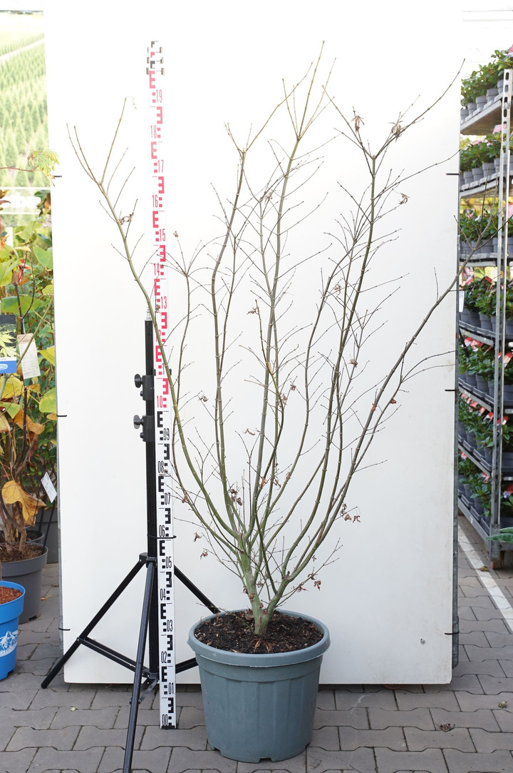 Klevas plaštakinis (Lot Acer pal.) 'Fireglow' P30 125-150 CM