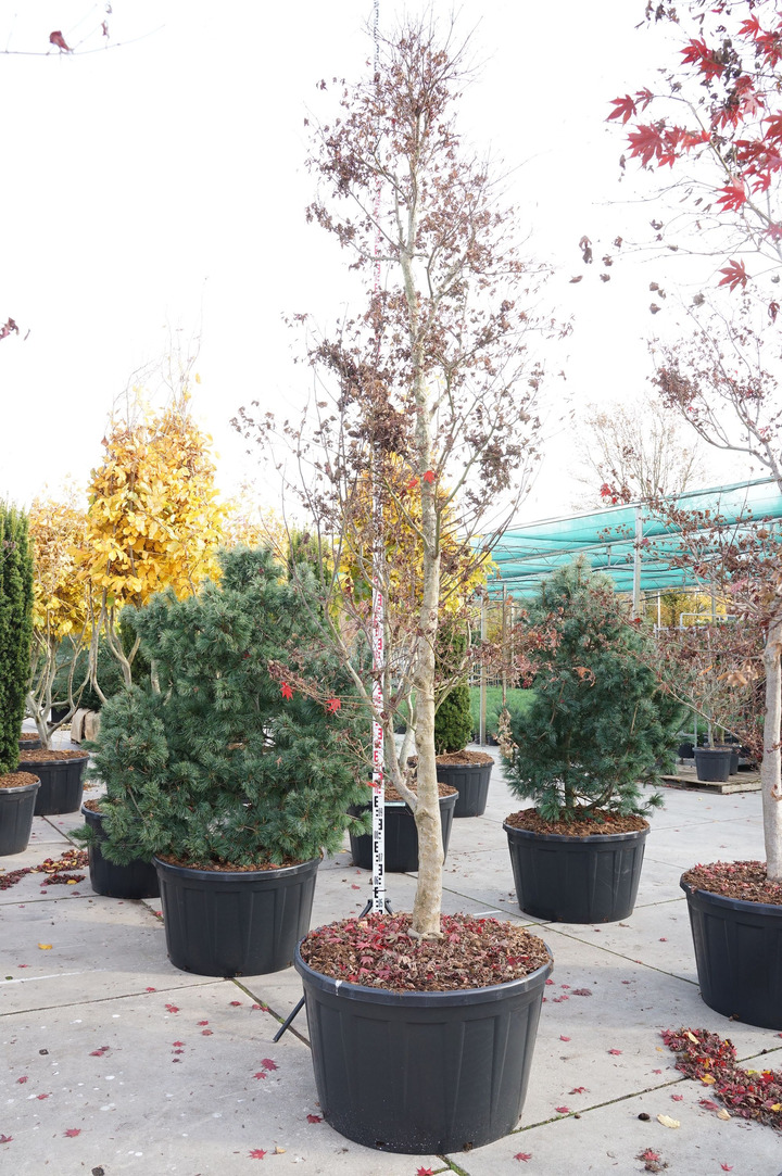 Klevas plaštakinis (Lot Acer pal.) 'Fireglow' C290 400-450 CM