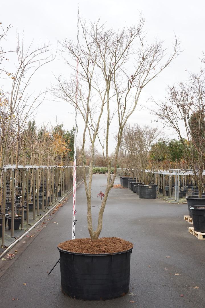 Klevas plaštakinis (Lot Acer pal.) 'Fireglow' C130 KAMIENO APIMTIS 18-20 CM SOLITEIRAS