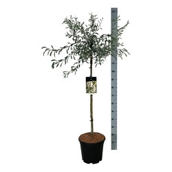 Klevas plaštakinis (Lot Acer pal.) 'Garnet' C55 100-125CM EXTRA - nuotrauka 2