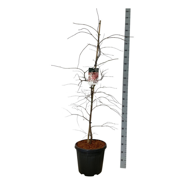 Klevas plaštakinis (Lot Acer pal.) 'Garnet' C30 125-150 CM