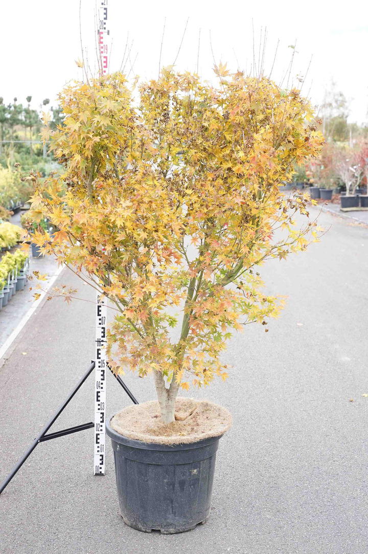 Klevas plaštakinis (Lot Acer pal.) 'Going Green' C50 150-175CM EXTRA