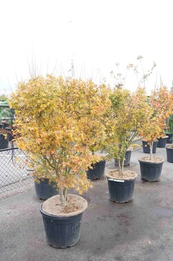 Klevas plaštakinis (Lot Acer pal.) 'Going Green' C50 150-175CM EXTRA - nuotrauka 2