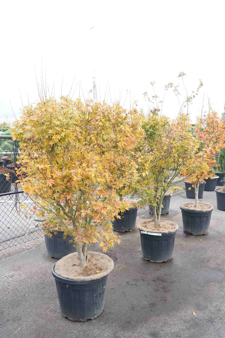 Klevas plaštakinis (Lot Acer pal.) 'Going Green' C50 150-175CM EXTRA
