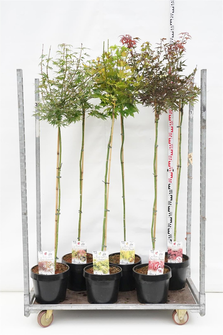 Klevas plaštakinis MIX (Lot Acer pal. in) C12 STIEBAS 120 CM