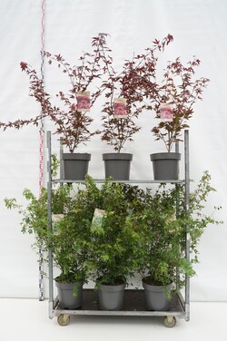 Klevas plaštakinis MIX (Lot Acer pal. in) C12 100-125 CM