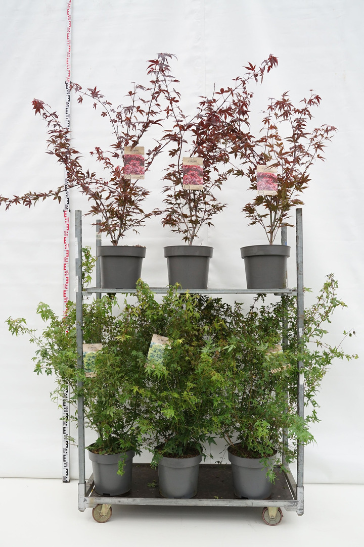 Klevas plaštakinis MIX (Lot Acer pal. in) C12 100-125 CM