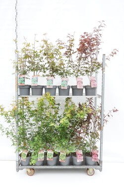 Klevas plaštakinis MIX (Lot Acer pal. in) C4/P21 40-60 CM