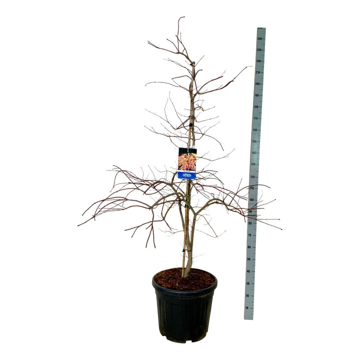 Klevas (Lot Acer) 'Ice Dragon' C55 150-175CM EXTRA