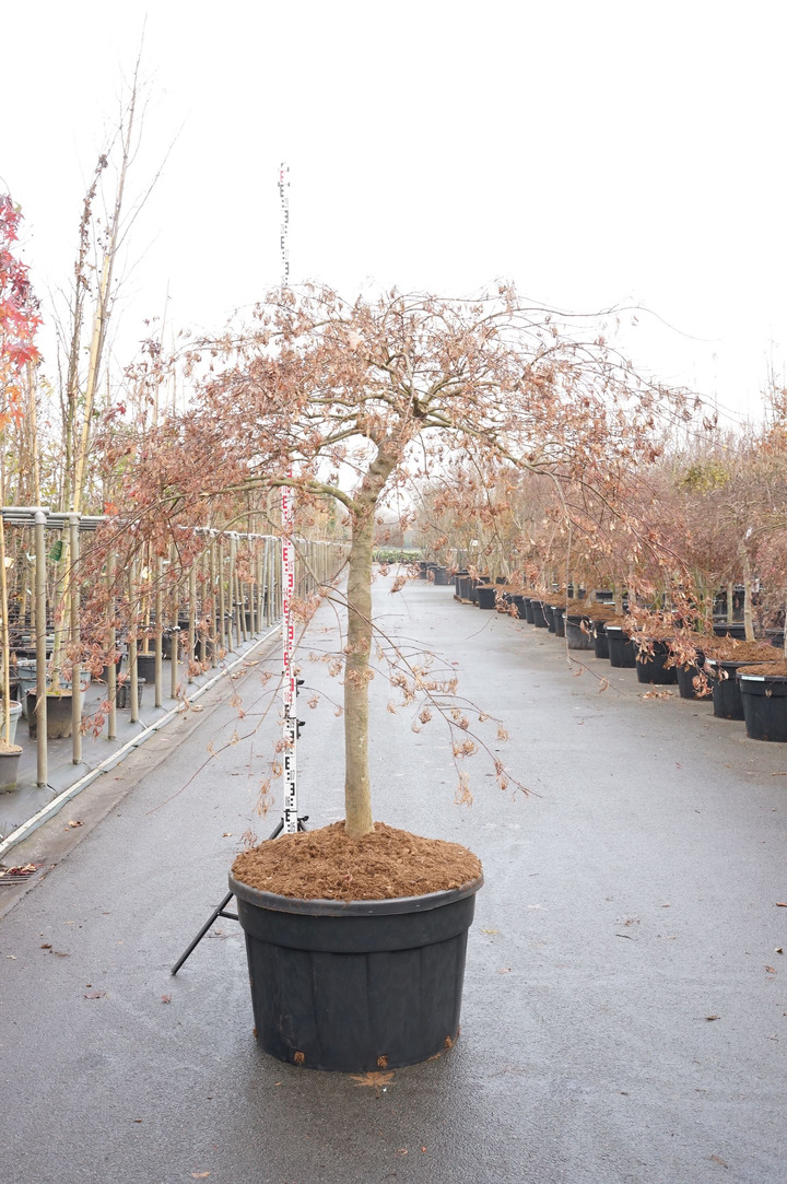 Klevas plaštakinis (Lot Acer pal.) 'Inaba-shidare' C230 STIEBAS 70 CM