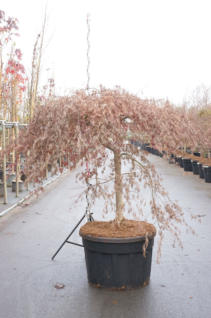 Klevas plaštakinis (Lot Acer pal.) 'Inaba-shidare' C230 STIEBAS 80 CM