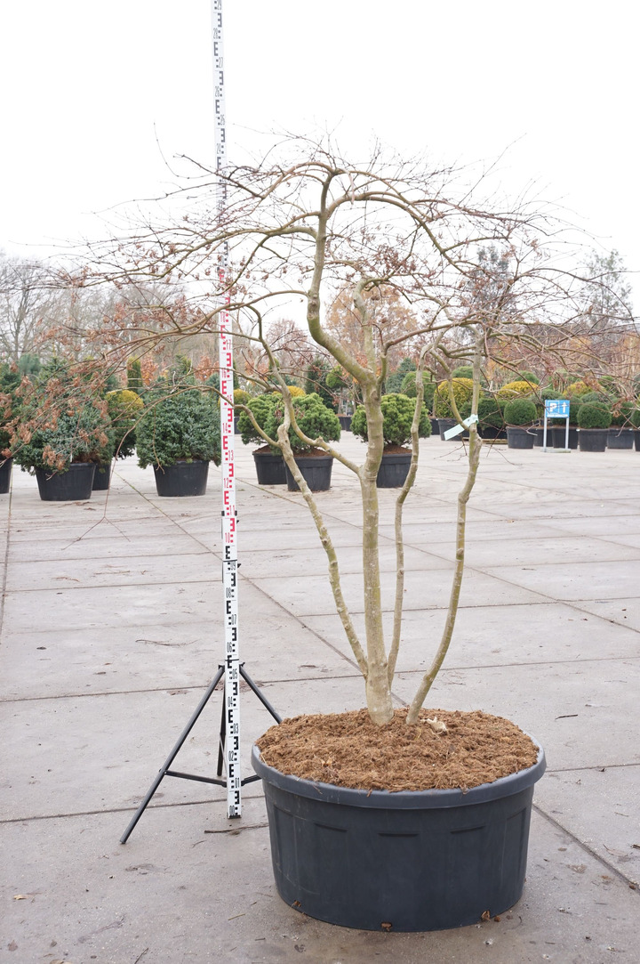 Klevas plaštakinis (Lot Acer pal.) 'Inaba-shidare' 175/+ CM C240 DAUGEKAMIENIS