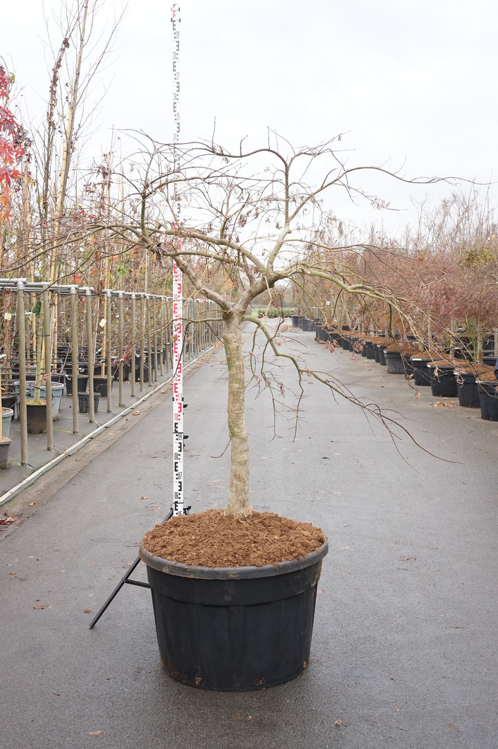 Klevas plaštakinis (Lot Acer pal.) 'Inaba-shidare' C230 STIEBAS 100 CM